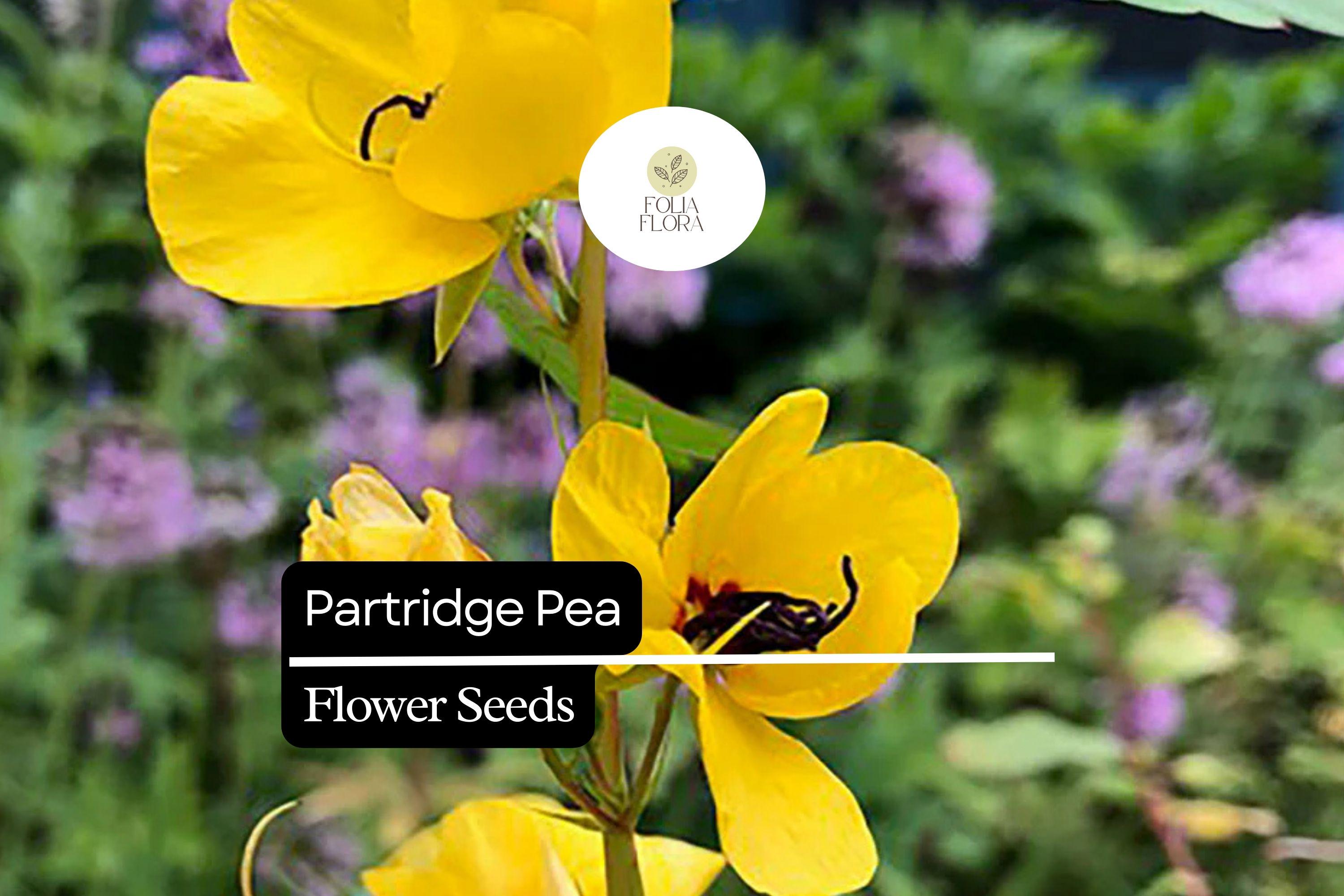Partridge Pea Seeds | Bright Yellow Wildflowers for Pollinators | Native Chamaecrista fasciculata
