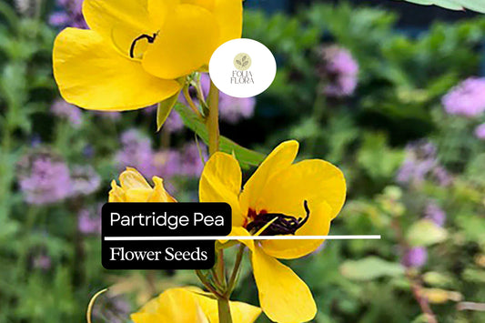 Partridge Pea Seeds | Bright Yellow Wildflowers for Pollinators | Native Chamaecrista fasciculata