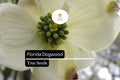 Florida Dogwood Seeds - Cornus florida, 5 Pack, White & Pink Blooms, Ornamental Tree, Native Landscape, Bird & Pollinator Attractant
