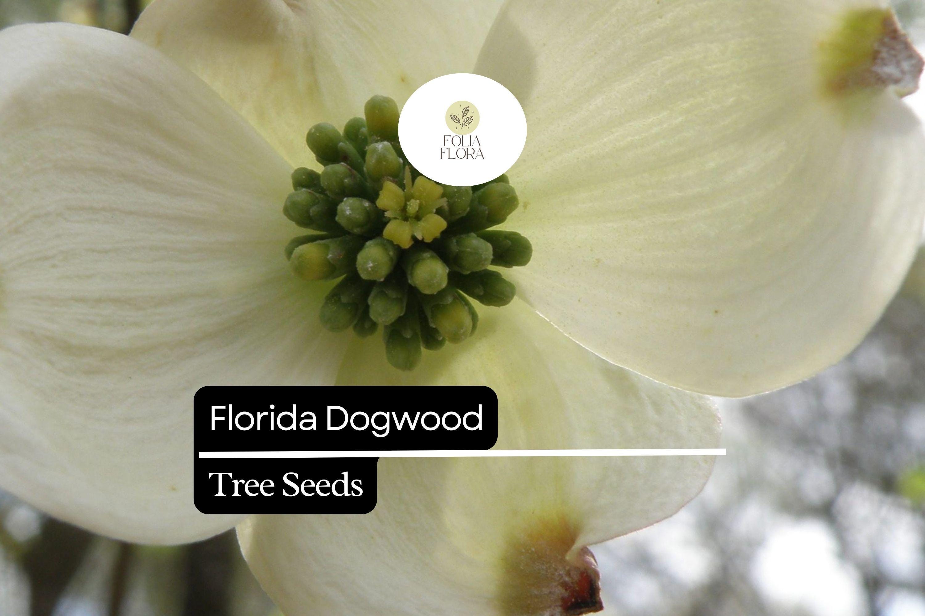 Florida Dogwood Seeds - Cornus florida, 5 Pack, White & Pink Blooms, Ornamental Tree, Native Landscape, Bird & Pollinator Attractant