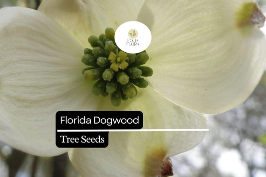 Florida Dogwood Seeds - Cornus florida, 5 Pack, White & Pink Blooms, Ornamental Tree, Native Landscape, Bird & Pollinator Attractant