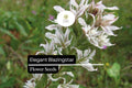 Elegant Blazingstar Flower Seeds | Pink-Purple Wildflower