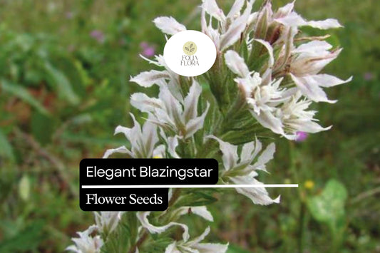 Elegant Blazingstar Flower Seeds | Pink-Purple Wildflower