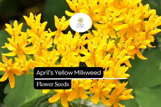 April's Yellow Milkweed Seeds - Monarch Butterfly Host Plant, Bright Yellow Flowers, Native Asclepias spp., Pollinator Garden