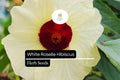 White Roselle Hibiscus Seeds | Edible Calyx & Blooms (25 Seeds)