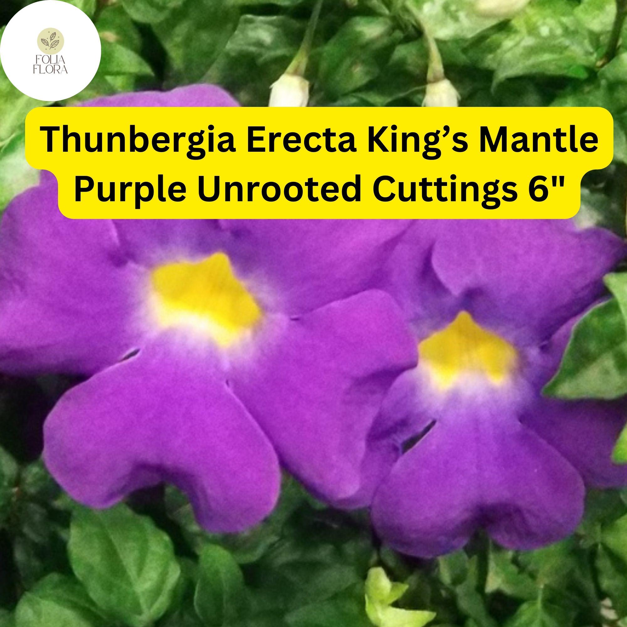 King’s Mantle Cuttings 7 Unrooted Thunbergia erecta Purple Blooms Live Plant Clippings