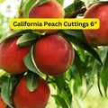 California Peach Tree Cuttings | 7 Live Prunus Persica, Home Orchard