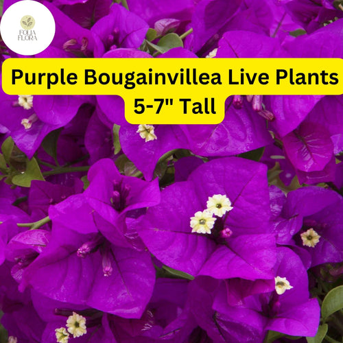1 Purple Bougainvillea - Live Plant 5-7" Tall - Paper Flower, Vibrant Blooms, Drought-Tolerant