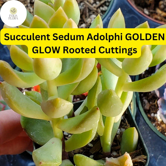 Golden Glow Sedum Succulent Cuttings – Trailing, Drought-Tolerant, Bright Yellow-Green Foliage, Easy Care, USDA Zones 9-11