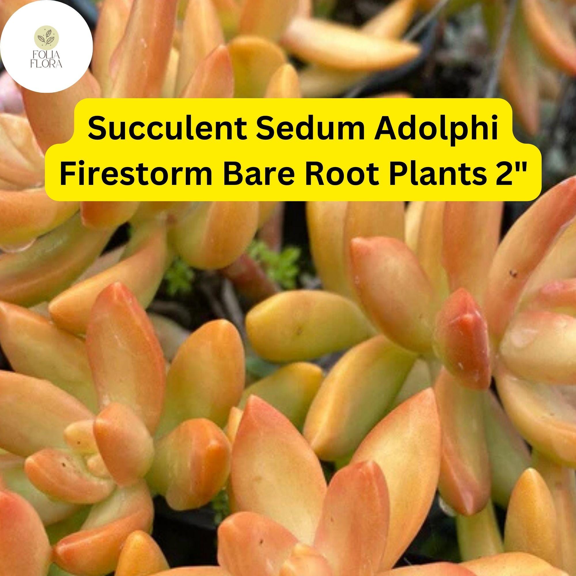 2" Sedum adolphi ‘Firestorm’ Succulent Plant – Vibrant Red-Orange Foliage, Trailing, Drought-Tolerant, Indoor & Outdoor Garden