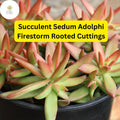 Sedum Adolphi 'Firestorm' Succulent Cuttings – 5 Rooted Live Plants, Red-Orange Foliage, Trailing, Drought-Tolerant, Indoor & Outdoor