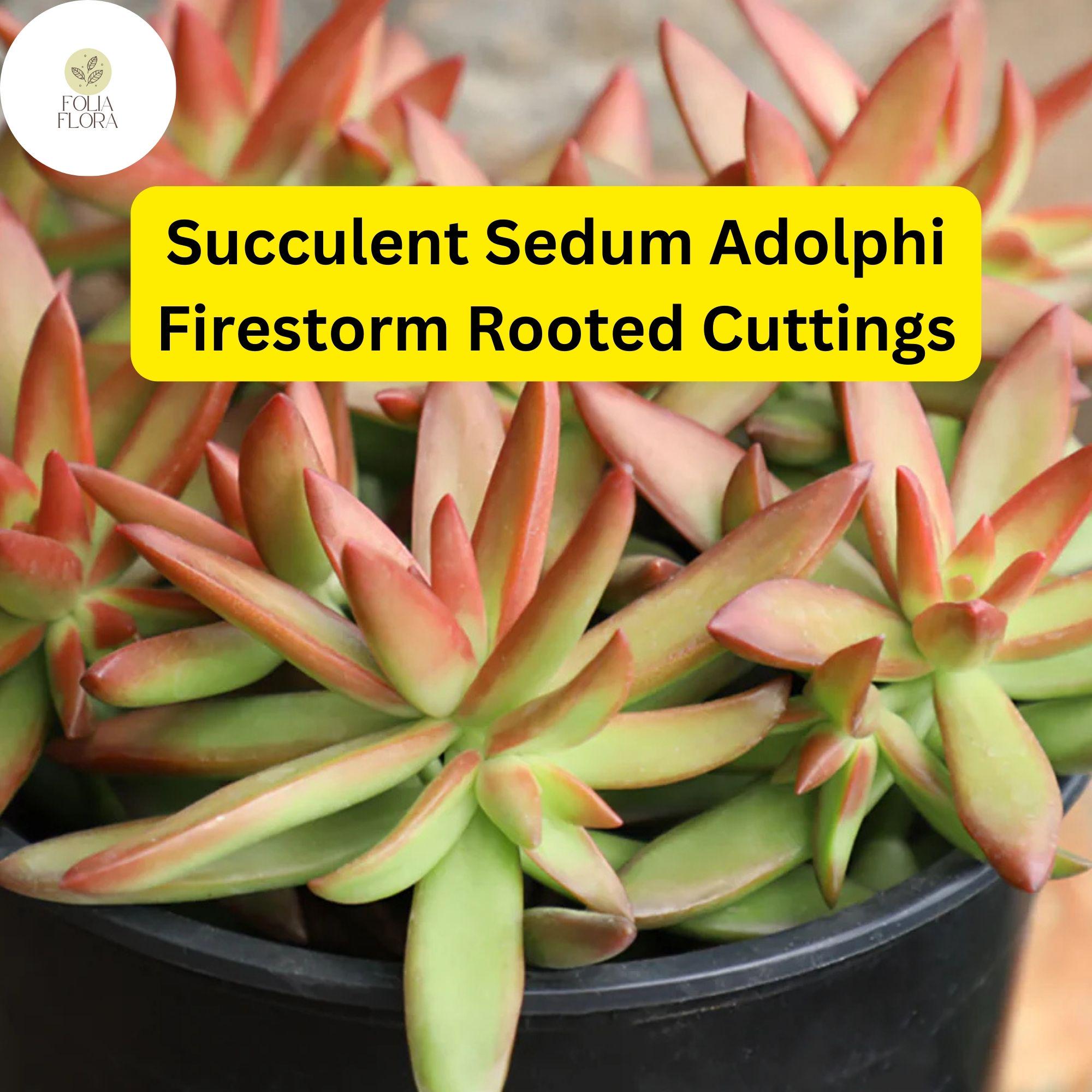 Sedum Adolphi 'Firestorm' Succulent Cuttings – 5 Rooted Live Plants, Red-Orange Foliage, Trailing, Drought-Tolerant, Indoor & Outdoor