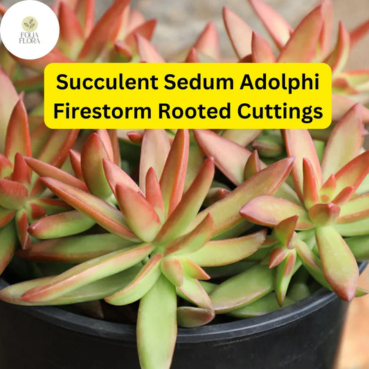 Sedum Adolphi 'Firestorm' Succulent Cuttings – 5 Rooted Live Plants, Red-Orange Foliage, Trailing, Drought-Tolerant, Indoor & Outdoor