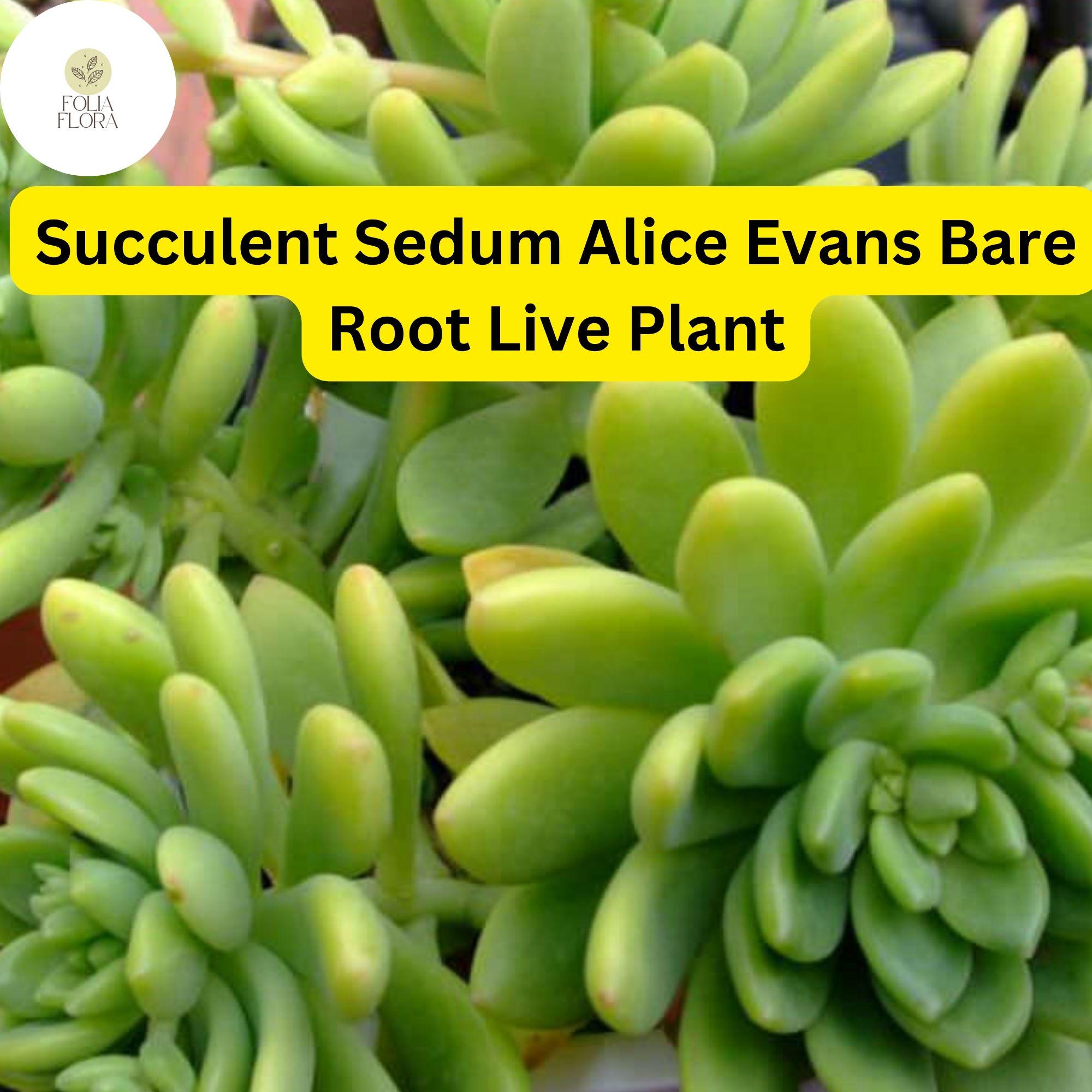 3 Bare Root Sedum 'Alice Evans' Succulent Plants | Drought Tolerant Stonecrop for Indoor & Outdoor Gardens