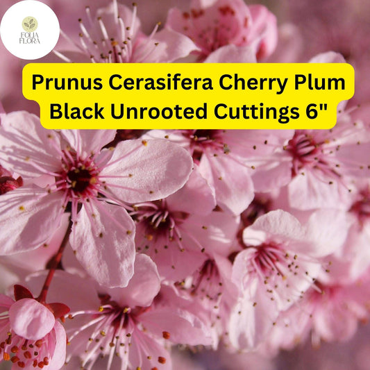 Cherry Plum Black Cuttings – 3 Unrooted 6-Inch Prunus Cerasifera Fruit Tree for Home Orchard & Garden