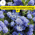 Ceanothus â€˜California Lilacâ€™ | 3 Unrooted 6" Live Cuttings | Fast-Growing Flowering Shrub | Blue Blooms