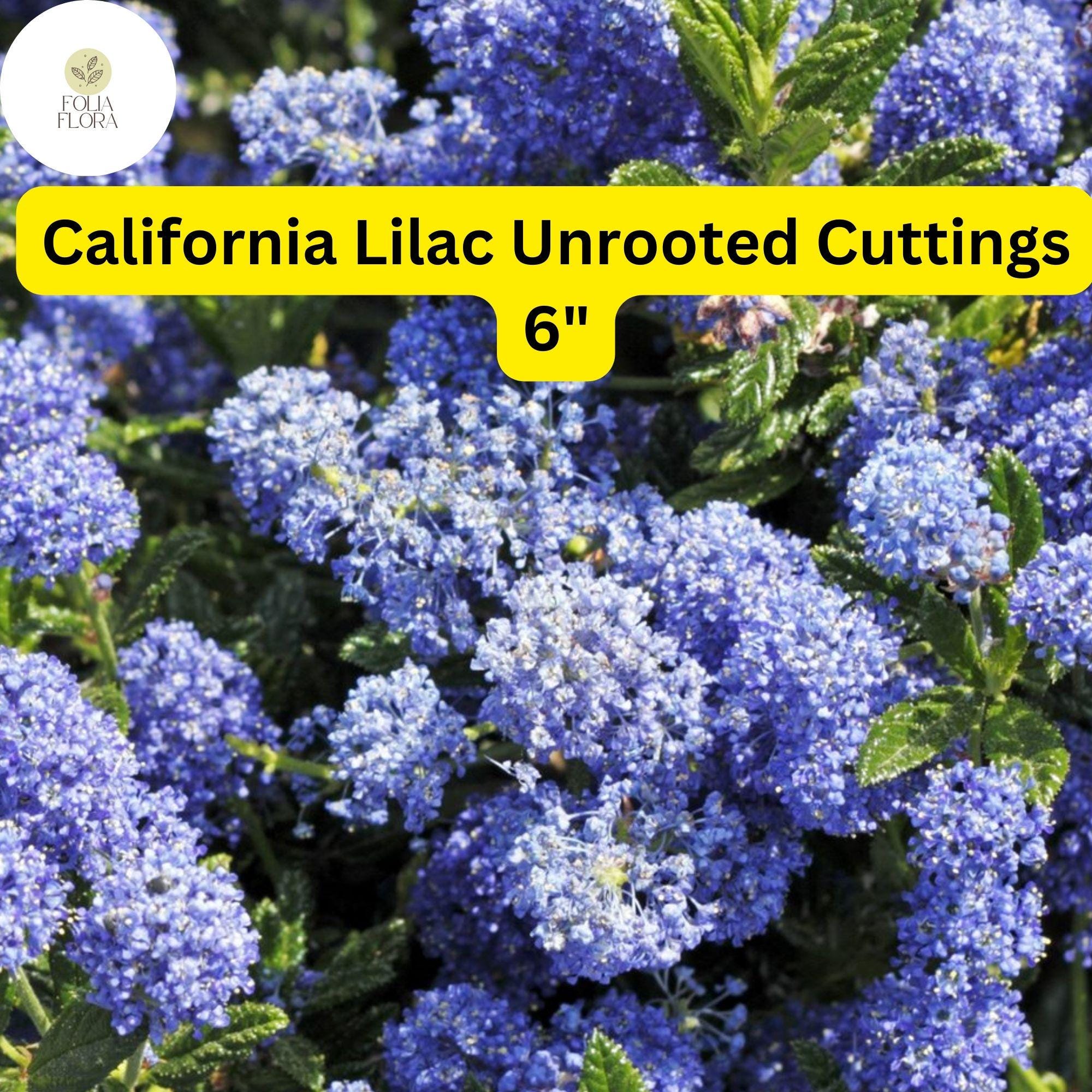 Ceanothus â€˜California Lilacâ€™ | 3 Unrooted 6" Live Cuttings | Fast-Growing Flowering Shrub | Blue Blooms