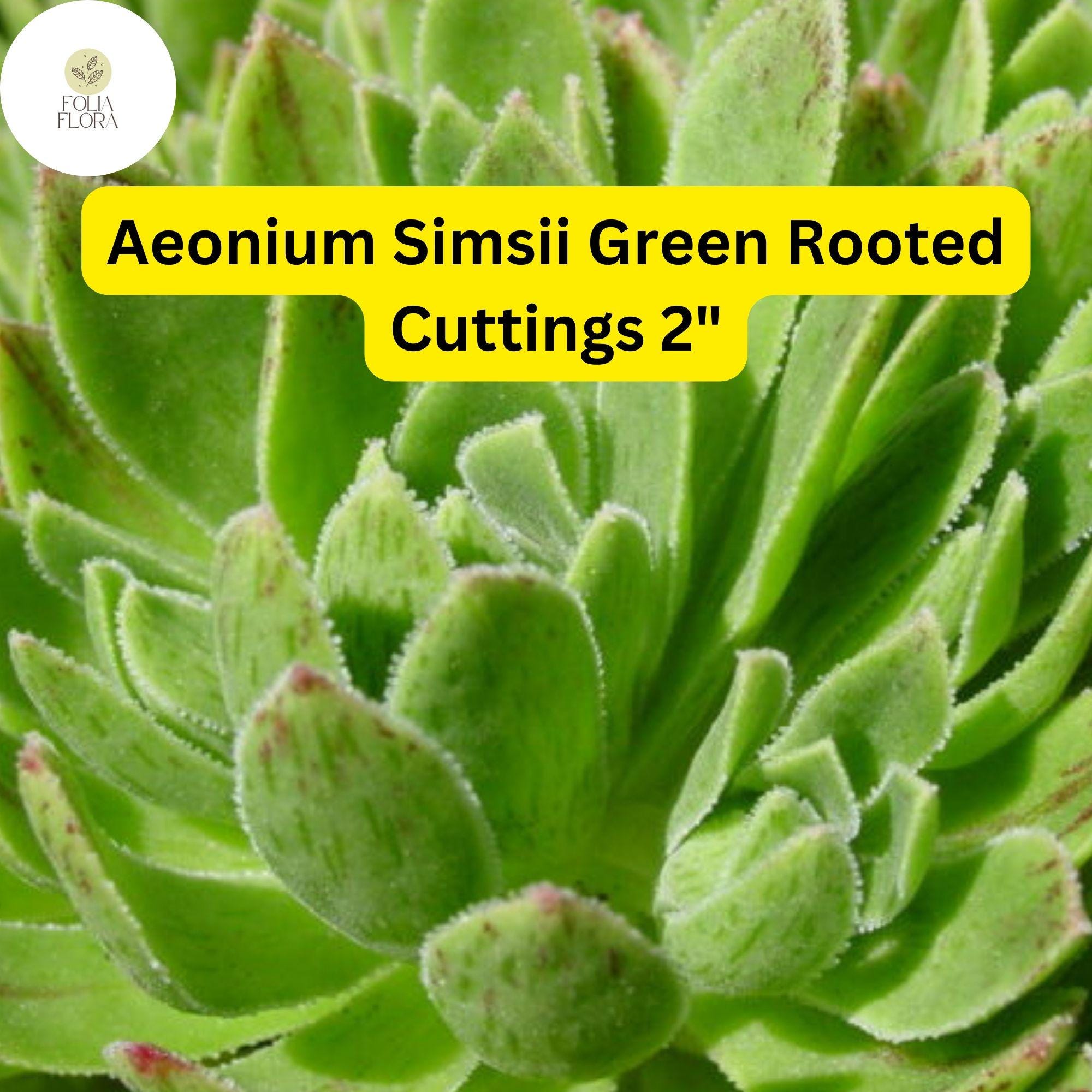 Aeonium Succulent Plant + 3 Rooted Cuttings + Green Rosette-Forming, Drought-Tolerant, Easy-Care Houseplant + Aeonium simsii