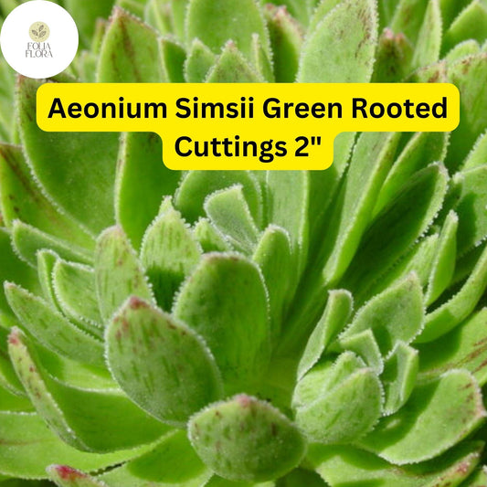 Aeonium Succulent Plant + 3 Rooted Cuttings + Green Rosette-Forming, Drought-Tolerant, Easy-Care Houseplant + Aeonium simsii