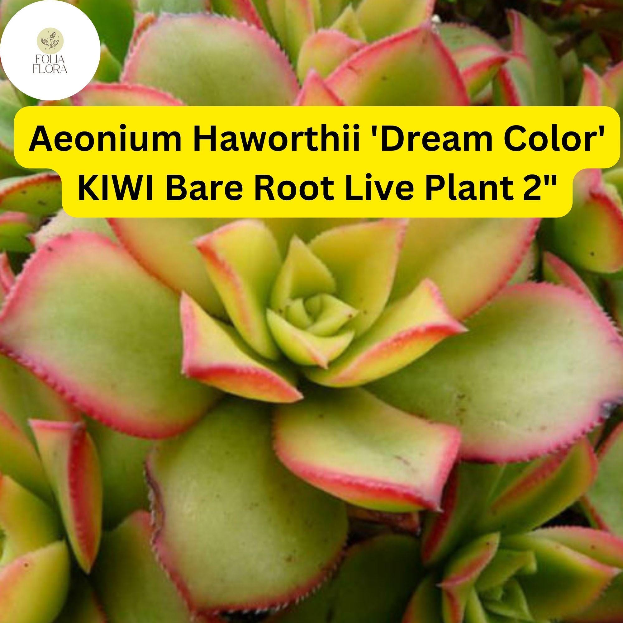 Aeonium Succulent Plants | 2 Bare Root 2" Variegated Rosettes | Drought-Tolerant Indoor/Outdoor | Aeonium haworthii ‘Dream Color’
