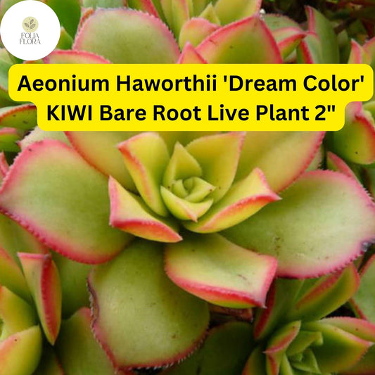 Aeonium Succulent Plants | 2 Bare Root 2" Variegated Rosettes | Drought-Tolerant Indoor/Outdoor | Aeonium haworthii ‘Dream Color’