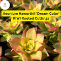 Aeonium haworthii ‘Dream Color’ Kiwi | 3 Rooted Succulent Cuttings, Variegated Rosettes, Drought-Tolerant Indoor & Outdoor Plant