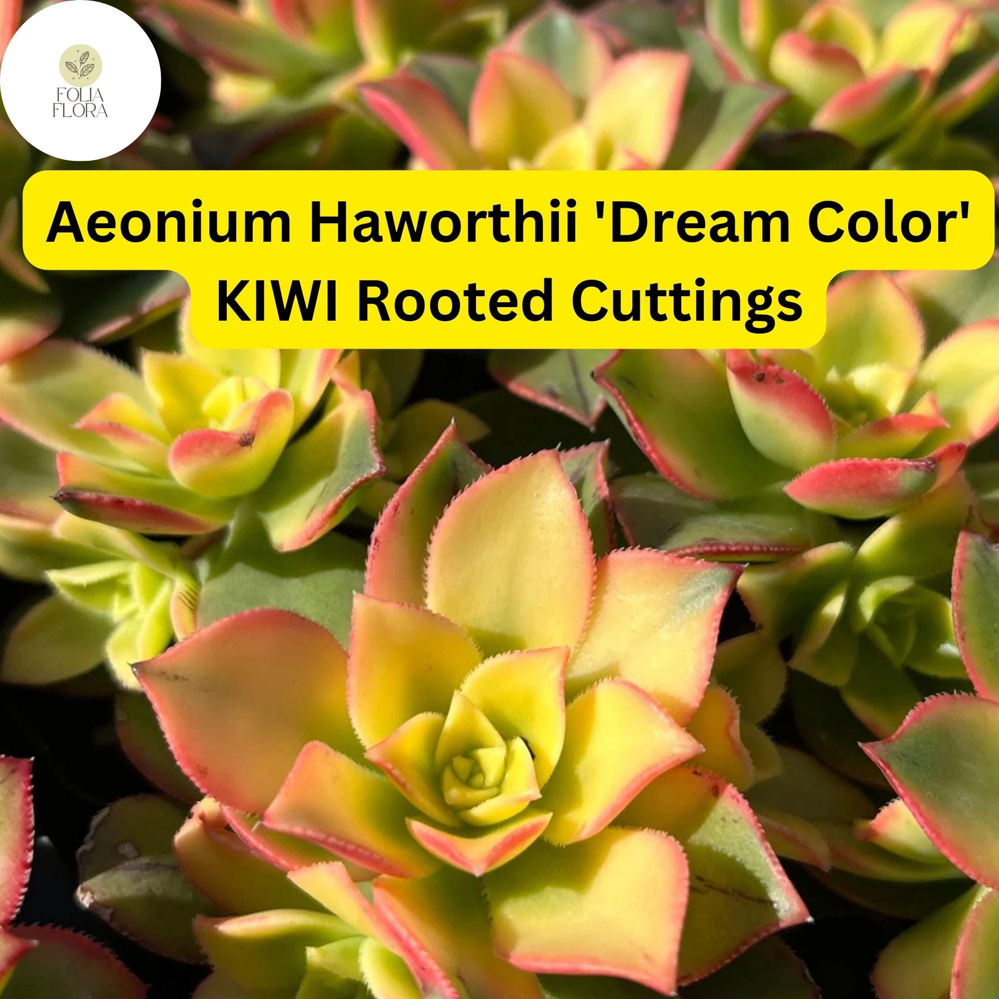 Aeonium haworthii ‘Dream Color’ Kiwi | 3 Rooted Succulent Cuttings, Variegated Rosettes, Drought-Tolerant Indoor & Outdoor Plant