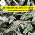 Ledebouria socialis ‘Silver Squill’ Bare Root Succulent Plant – Variegated Silver-Spotted Leaves, Drought-Tolerant, Indoor & Outdoor Use