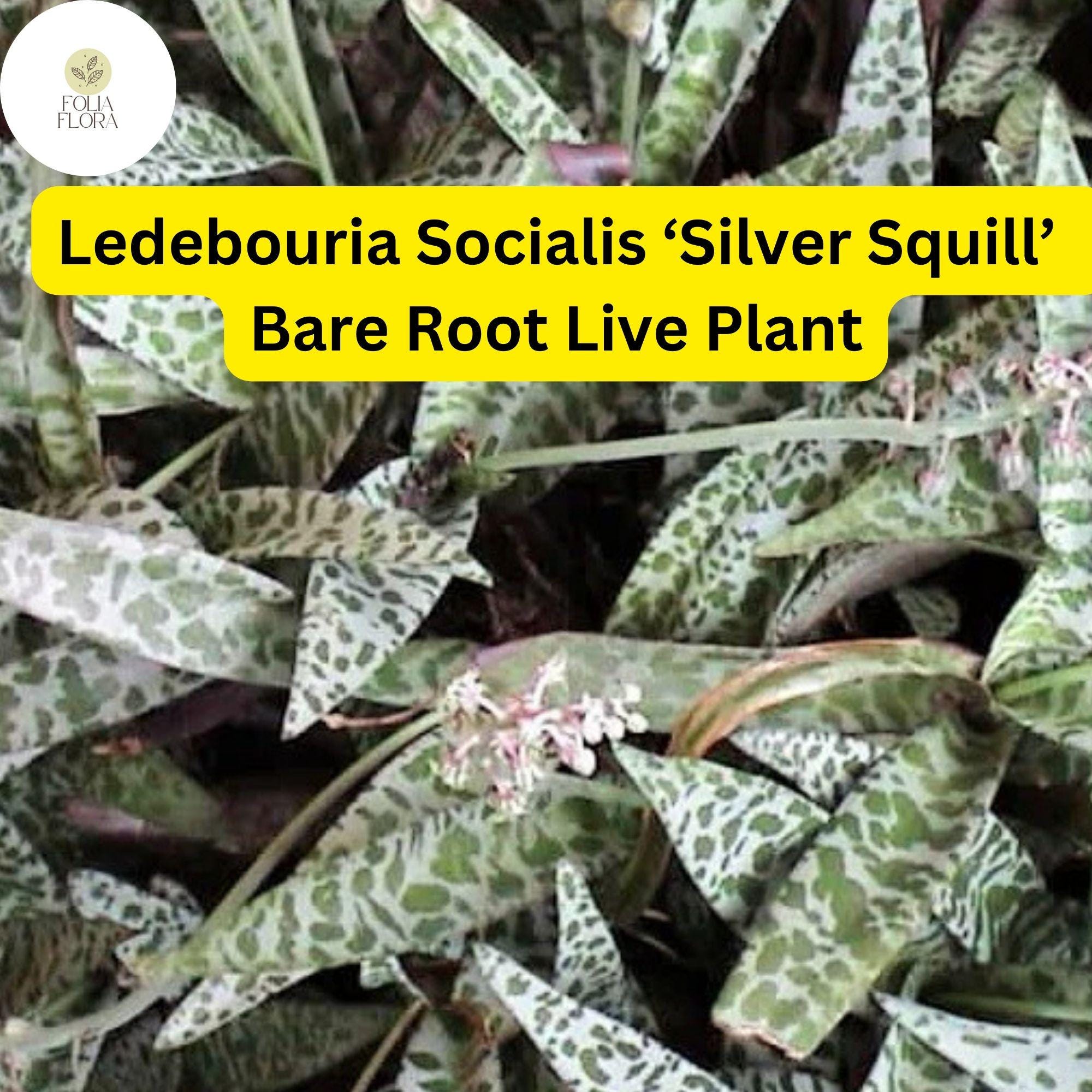 Ledebouria socialis ‘Silver Squill’ Bare Root Succulent Plant – Variegated Silver-Spotted Leaves, Drought-Tolerant, Indoor & Outdoor Use