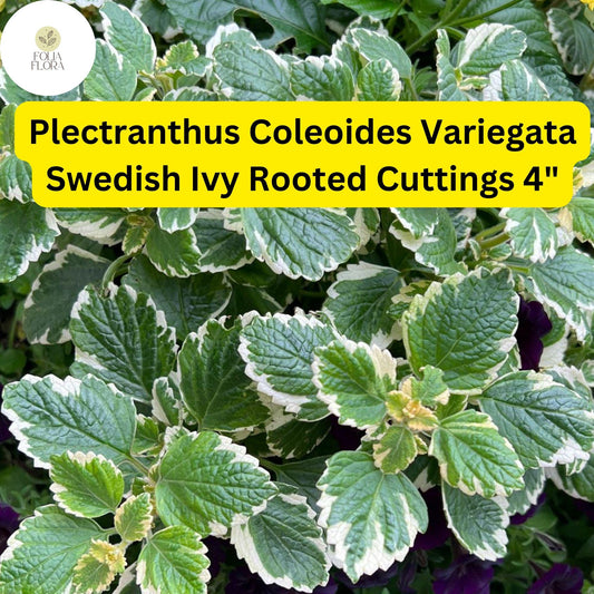 Plectranthus coleoides â€˜Variegataâ€™ | 3 Rooted Cuttings 4" Live Swedish Ivy Plant | Variegated, Trailing, Fragrant