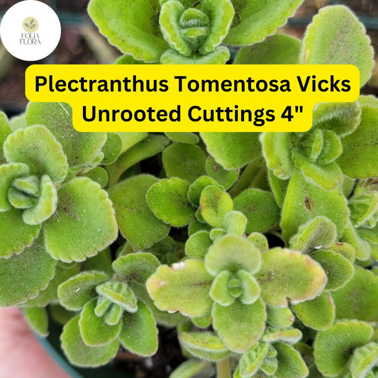 Plectranthus tomentosa Vicks Plant | 3 Unrooted 4" Succulent Cuttings | Fragrant Fuzzy Leaves, Easy-Care Herb