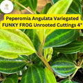 Peperomia angulata â€˜Funky Frogâ€™ | 5 Unrooted 4" Live Cuttings | Variegated, Trailing, Easy-Care Houseplant, Unique Foliage