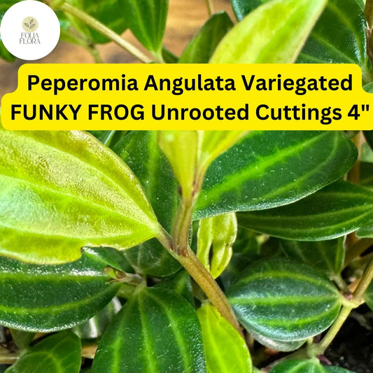 Peperomia angulata â€˜Funky Frogâ€™ | 5 Unrooted 4" Live Cuttings | Variegated, Trailing, Easy-Care Houseplant, Unique Foliage