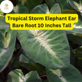Colocasia esculenta ‘Tropical Storm’ Elephant Ear Bare Root Plant – Exotic Foliage, Large Green Leaves with Dark Purple Centers