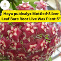 Hoya pubicalyx Mottled-Silver Leaf Bare Root Live Wax Plant 5” – Tropical Vining Houseplant with Fragrant Star Flowers