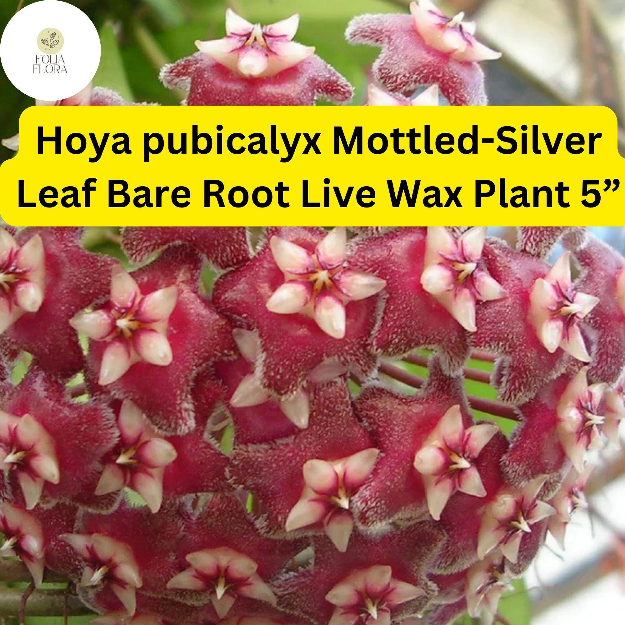 Hoya pubicalyx Mottled-Silver Leaf Bare Root Live Wax Plant 5” – Tropical Vining Houseplant with Fragrant Star Flowers