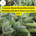 Moonglow Crassula Succulent Bare Root | Fuzzy Silvery Green Leaves | Drought Tolerant Indoor Plant