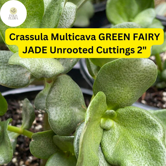 Green Fairy Jade Succulent Cuttings | 2 Unrooted Crassula Multicava Ground Cover, Drought-Tolerant, Easy-Care Indoor & Outdoor Plant