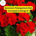 Geranium Pelargonium ‘Red’ | 3 Live Unrooted 6” Cuttings | Bright Red Blooms, Drought-Tolerant Flowering Plant