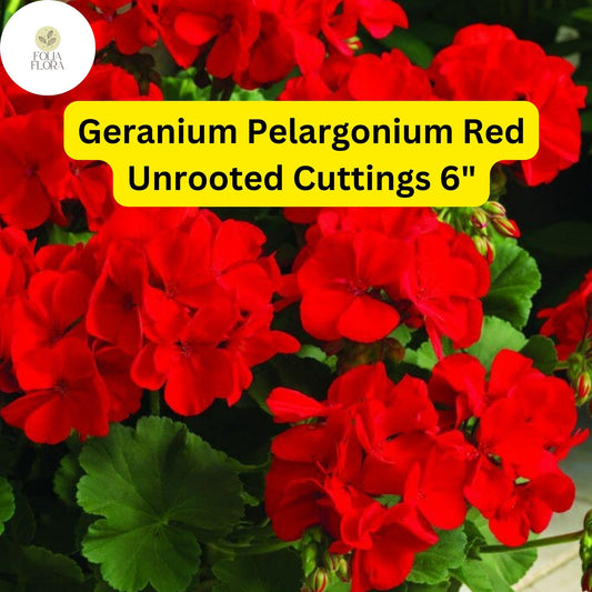 Geranium Pelargonium ‘Red’ | 3 Live Unrooted 6” Cuttings | Bright Red Blooms, Drought-Tolerant Flowering Plant