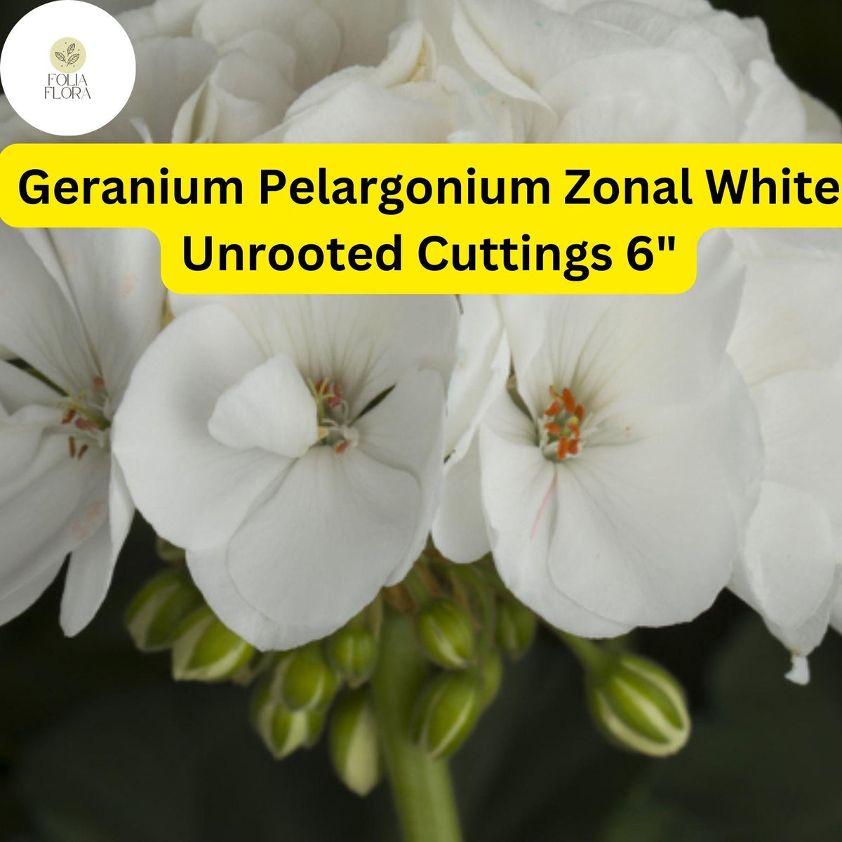 White Geranium Cuttings | Drought-Tolerant Zonal Pelargonium