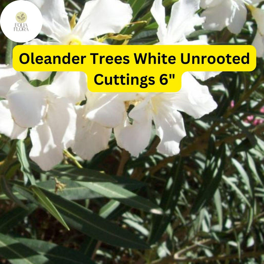 Oleander Tree â€˜Whiteâ€™ | 7 Live 6â€ Unrooted Cuttings | Fast-Growing, Drought-Tolerant, Fragrant White Flowers, Easy-Care