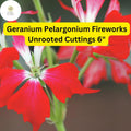 Geranium Pelargonium â€˜Fireworks Redâ€™ | 3 Live 6â€ Unrooted Cuttings | Vibrant Red Blooms, Easy-Care, Long-Lasting Flowers