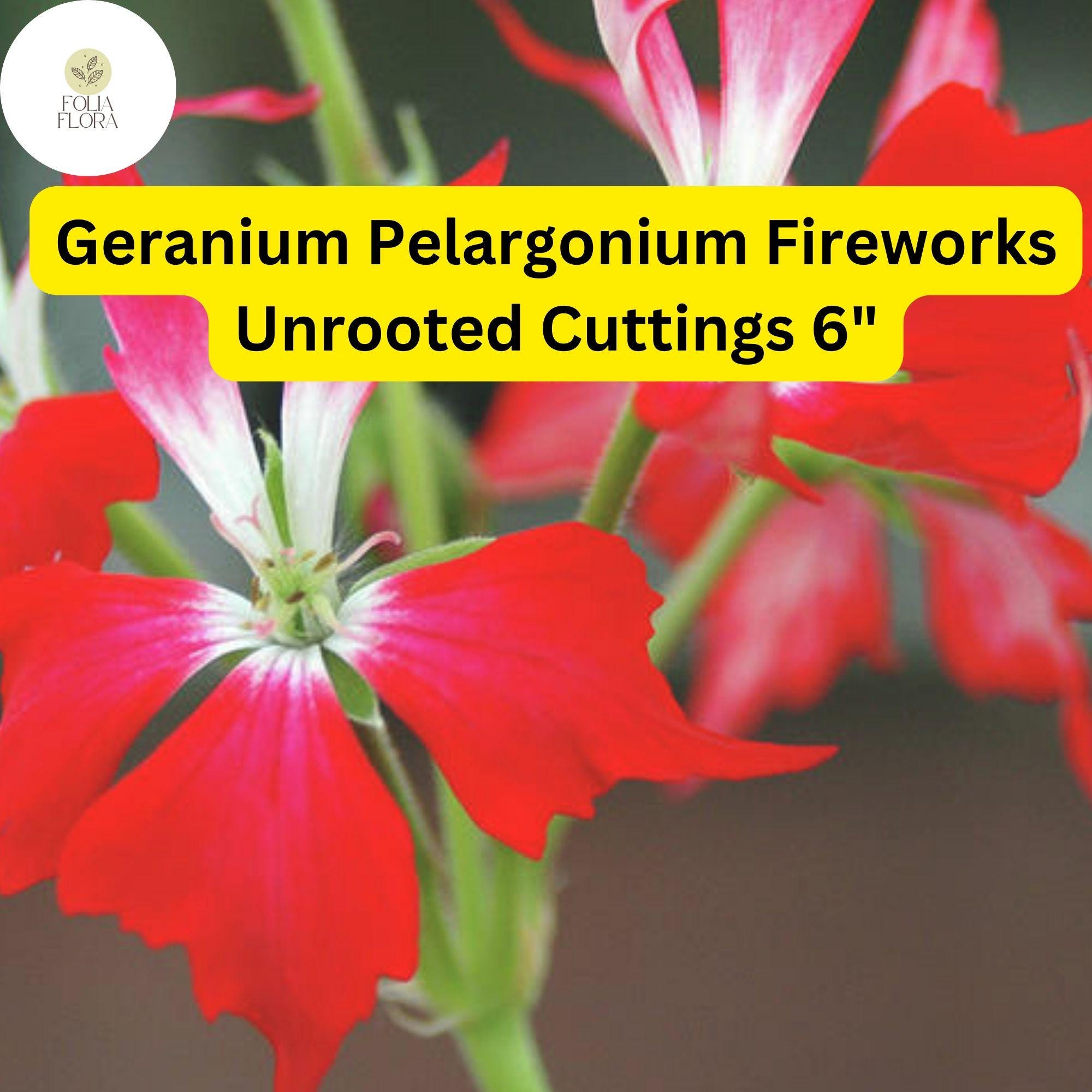 Geranium Pelargonium â€˜Fireworks Redâ€™ | 3 Live 6â€ Unrooted Cuttings | Vibrant Red Blooms, Easy-Care, Long-Lasting Flowers