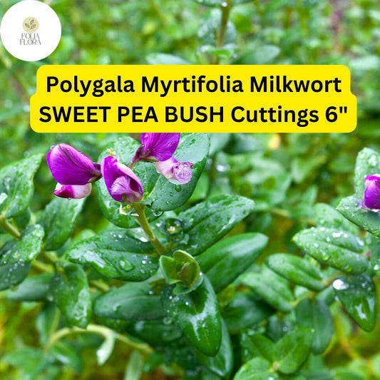 Polygala Myrtifolia 'Sweet Pea Bush' Cuttings | Purple Blooms, Evergreen Shrub