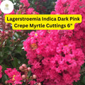 Dark Pink Crepe Myrtle Cuttings | Drought-Tolerant, Long Blooming