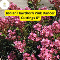 Pink Dancer Indian Hawthorn Cuttings | Evergreen Shrub, Flowering Hedge
