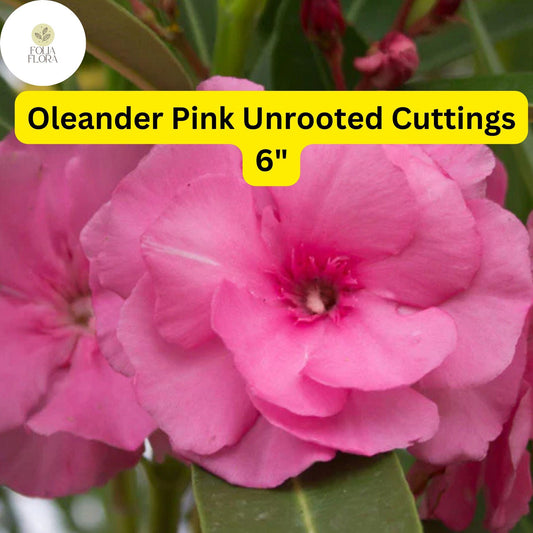 Pink Oleander Cuttings | Drought-Tolerant Shrub (6")