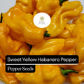 20 Sweet Yellow Habanero Pepper Seeds – Heirloom, Non-GMO, Fruity Flavor, Capsicum chinense