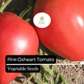 Pink Oxheart Tomato Seeds – Heirloom, Non-GMO, Large Juicy Heart-Shaped Pink Tomatoes, Solanum lycopersicum
